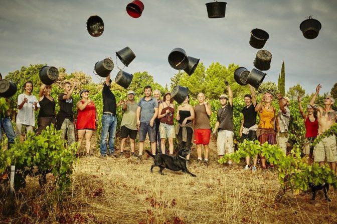 vendanges, mas fongal, terrasses du Larzac